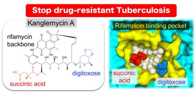 The natural antibiotic kanglemycin A binds bacterial RNA polymerase at the rifampicin binding-pocket, but maintains potency against rifampicin-resistant mutants due to two unique chemical groups (digitoxose and succinic acid) that increase its affinity to rifampicin-resistant RNA polymerase by binding just outside the rifampicin-binding pocket. Credit: Murakami Laboratory, Penn State