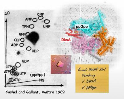 In 1969, Cashel and Gallant identified a magic spot (MS) that appeared on a chromatogram (left) made from bacteria that had been starved a key nutrient. This magic spot was later identified as ppGpp and shown to influence the expression of over 500 genes in response to stress. An innovative crystallization technique now has allowed researchers to determine the structure of ppGpp in complex with bacterial RNA polymerase and DksA (upper right). CREDIT: Murakami Laboratory, Penn State