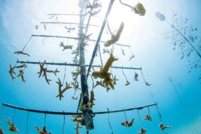 Staghorn coral being grown in Mote Marine Laboratory's underwater nursery in the Florida Keys. New research shows that increasing genetic diversity among staghorn corals could prevent further loss in the Florida Reef Tract. Credit: Conor Goulding/Mote Marine Laboratory