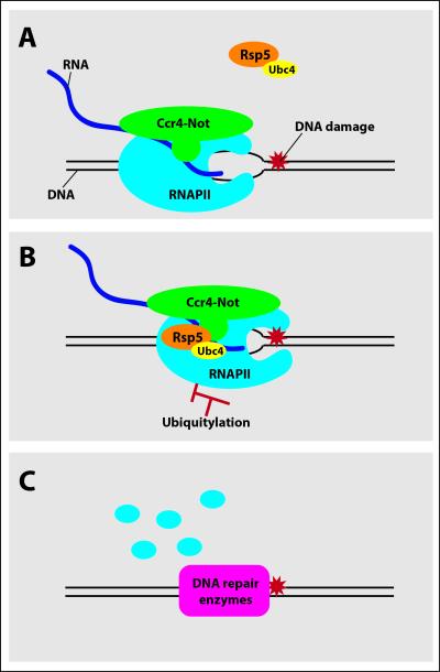 Ccr4-Not to the rescue. A) Ccr4-Not complex associates with RNA polymerase II (RNAPII) as it travels along a strand of DNA producing RNA. B) When RNAPII becomes stuck due to DNA damage, Ccr4-Not recruits factors that mark RNAPII with a small signaling molecule called ubiquitin. C) Ubiquitylation triggers degradation of RNAPII, allowing DNA repair enzymes to repair the damage and restore gene expression. Credit: Reese Laboratory, Penn State.