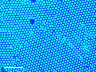 A new method uses ultraviolet light and small amounts of gold or titanium dioxide nanoparticles to gather larger particles at the point of light. This method was used to gather polystyrene particles, which form a well-packed structure called a colloid crystal, as depicted in this image. Credit: Sen Lab, Penn State