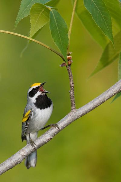 warbler singing