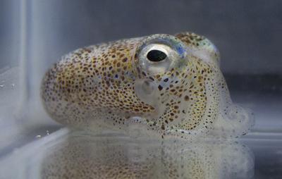 Adult Hawaiian bobtail squid