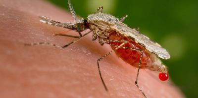 Mosquito obtaining a blood meal from a human host.