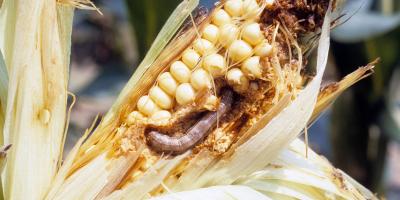 An armyworm larvae burrows through an ear of corn.