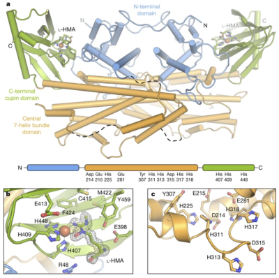 The Boal group, and the Balskus lab (Harvard University) have solved the first structure of an iron-dependent N-N bond-forming enzyme, SznF