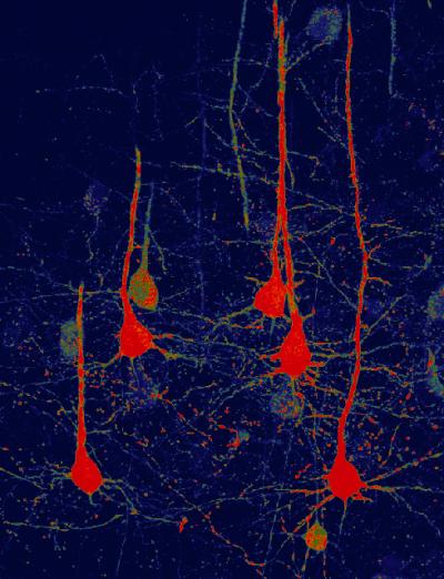 Neurons converted from glial cells