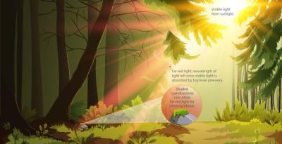 illustration of sunlight getting to cyanobacteria