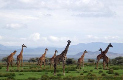 Group of giraffes in Tanzania