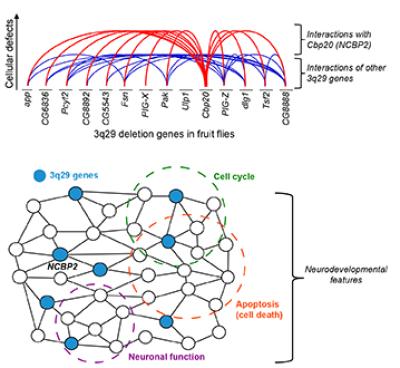 Illustration of interactions among genes in 3q29 deletion