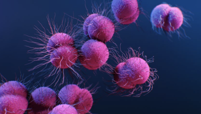 illustration of gonorrhea bacteria