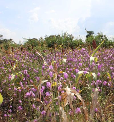 field with crops and flowering witchweed parasite