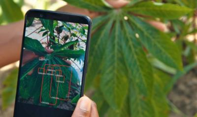 plantvillage app on phone scanning plant