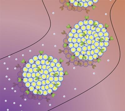 Ilustration of protocells coated with enzymes