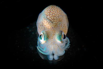 Hawaiian bobtail squid
