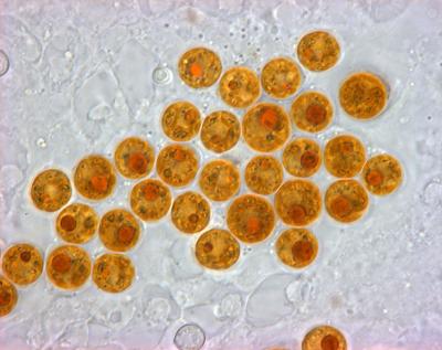 symbiodinium cells under microscope
