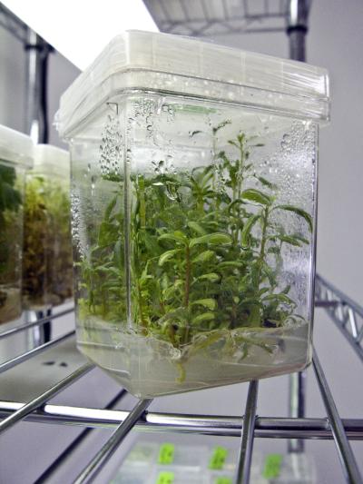 Seedlings of transgenic poplar trees in John Carlson's lab. Credit: Greg Grieco, Penn State