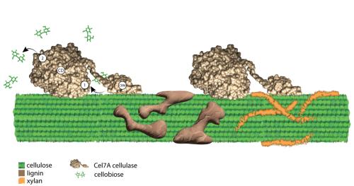 diagram of cellulose with cellulase enzyme and other components