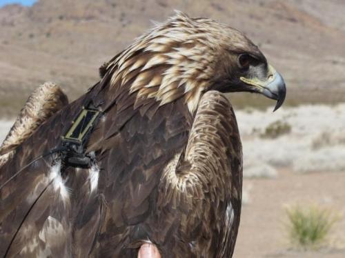 golden eagle wearing GPs unit on back. Credit: Dale W. Stahlecker.