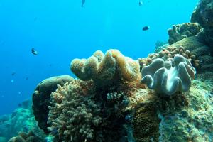 Corals in the ocean. 