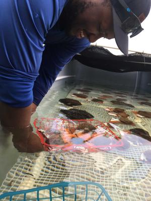Howe collects corals