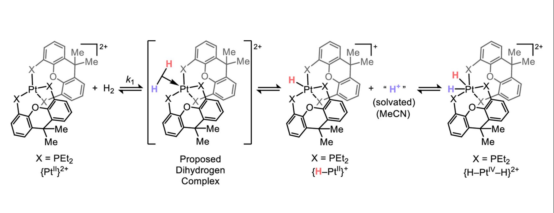 Chemical reaction with chemical structures of steps in new mechanism of oxidative addition.