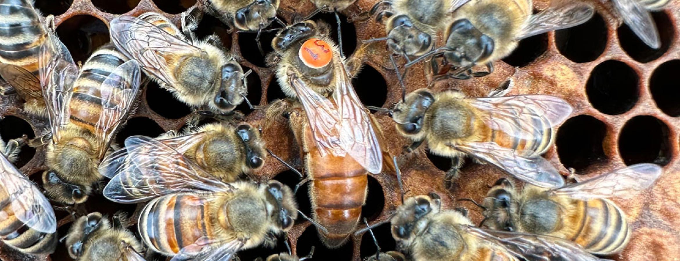 bees in a hive. Credit: Sean Bresnahan