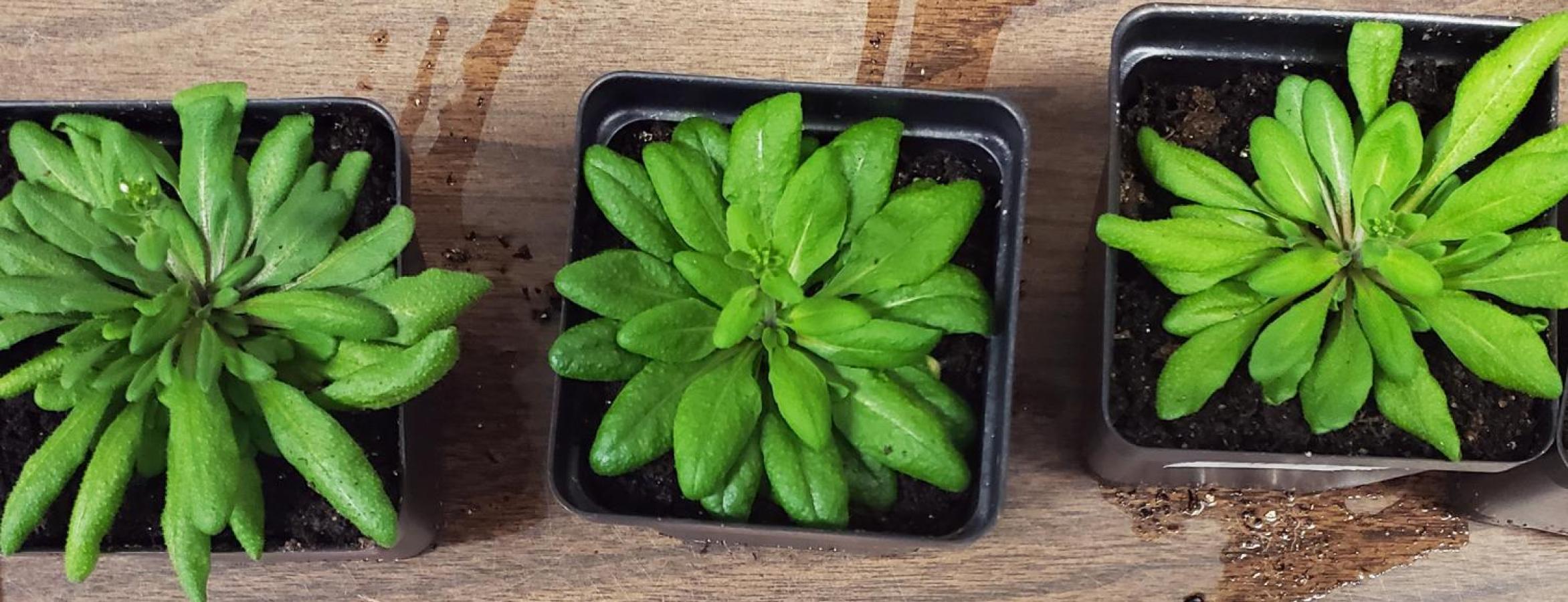 three plants in pots viewed from above