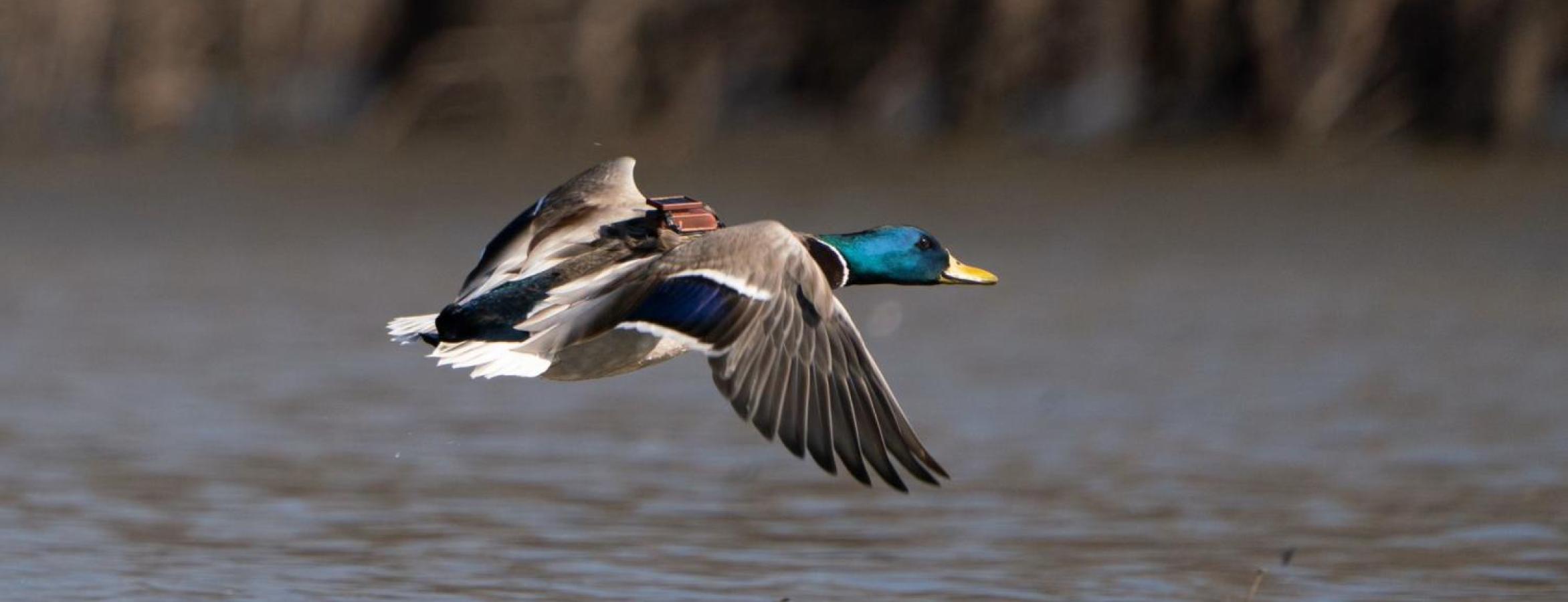 duck wearing gps on back flys over lake. Credit: Clayton Holmes