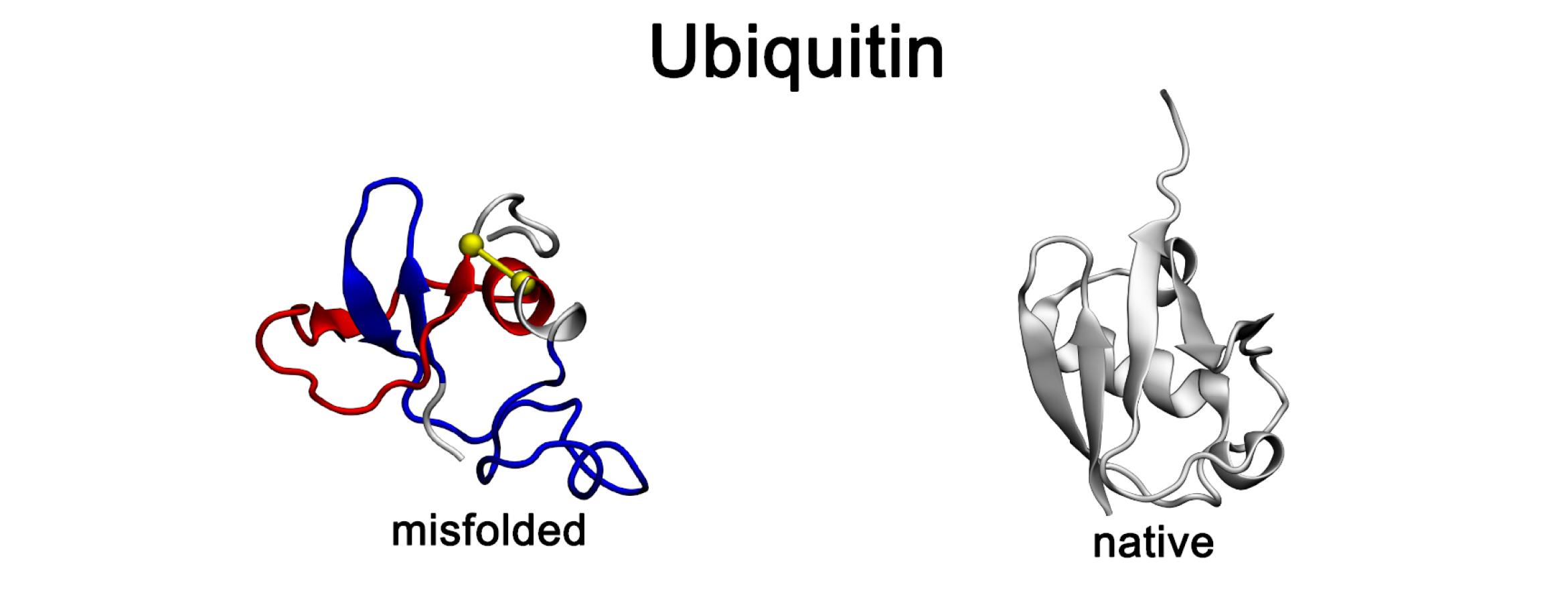Protein structures showing non-native entanglements compared to native conformations for two proteins