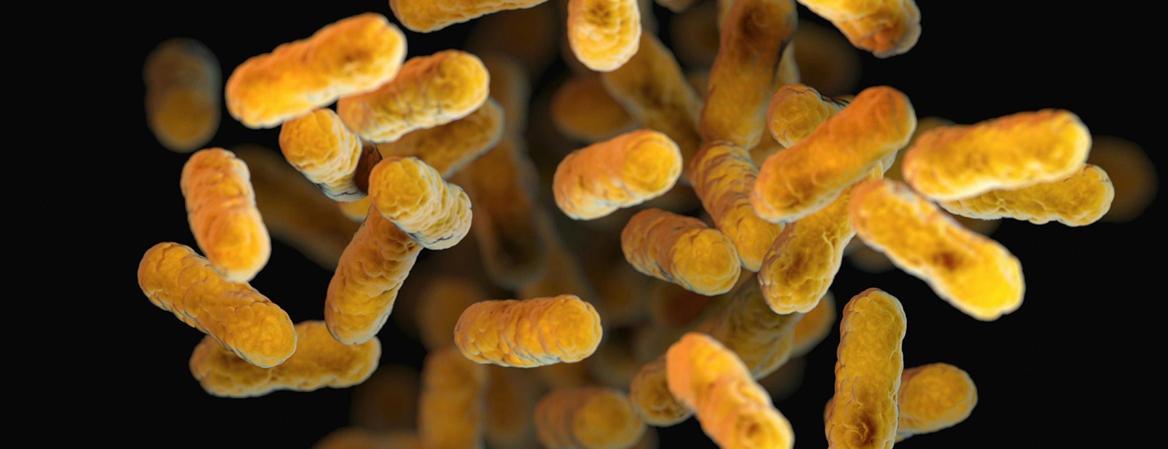 close up of bunch of yellow cylindrical bacteria