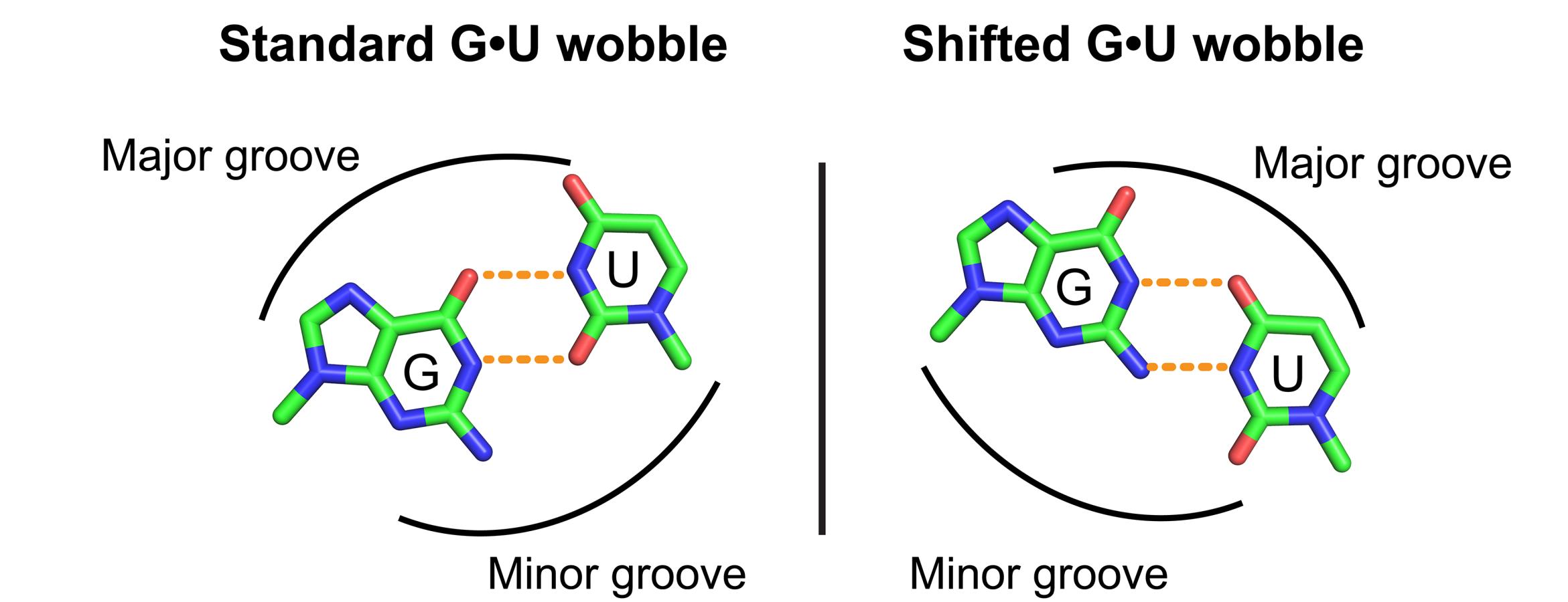 Wireframe model of guanine bound to uracil in "wobble" and "shifted wobble" conformations