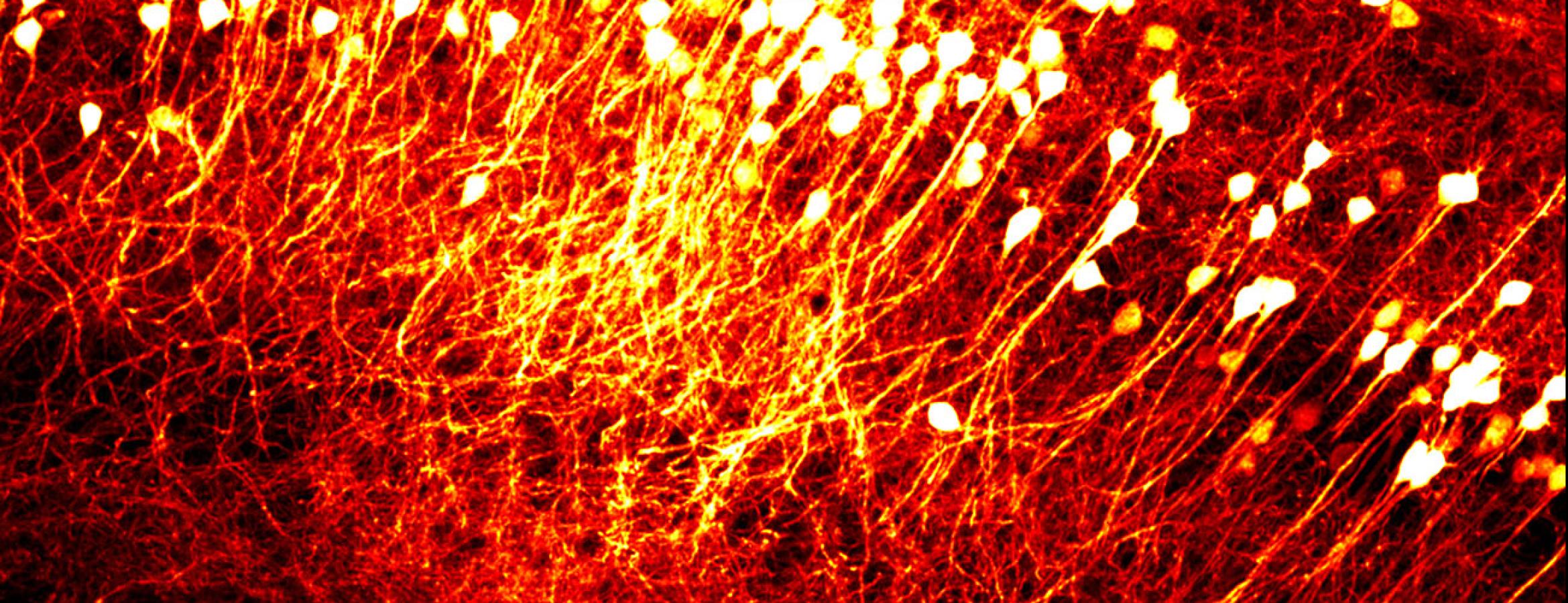 Neurobiology major hero banner image.