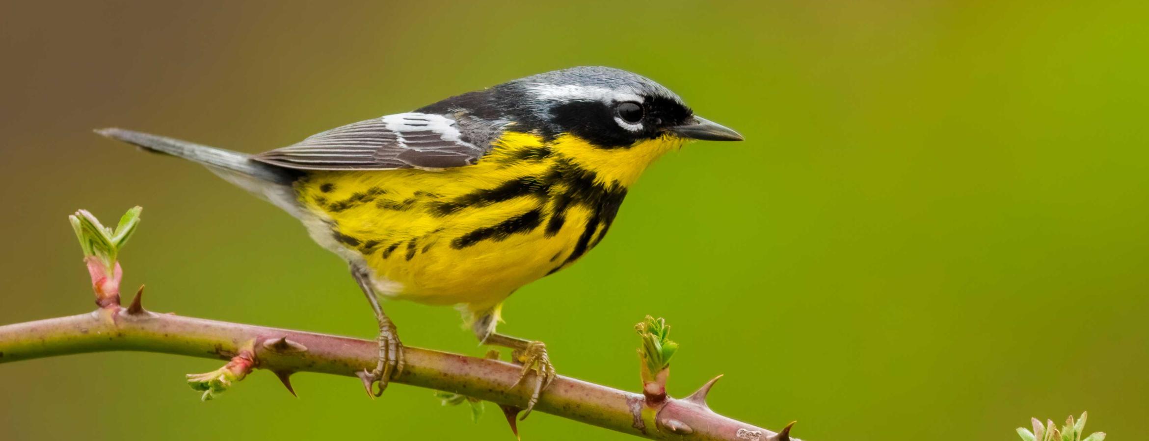 Magnolia Warbler on branch. Credit Davey Walters