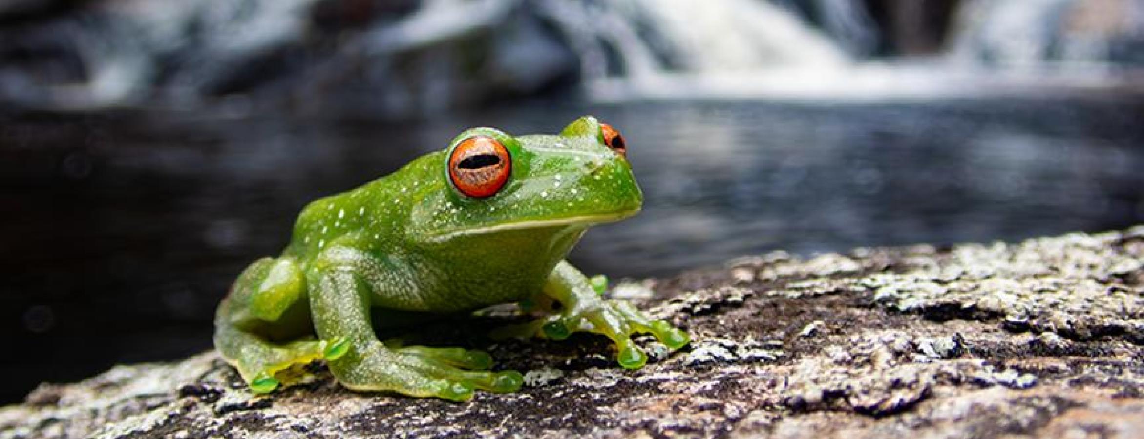 Atlantic Forest treefrog