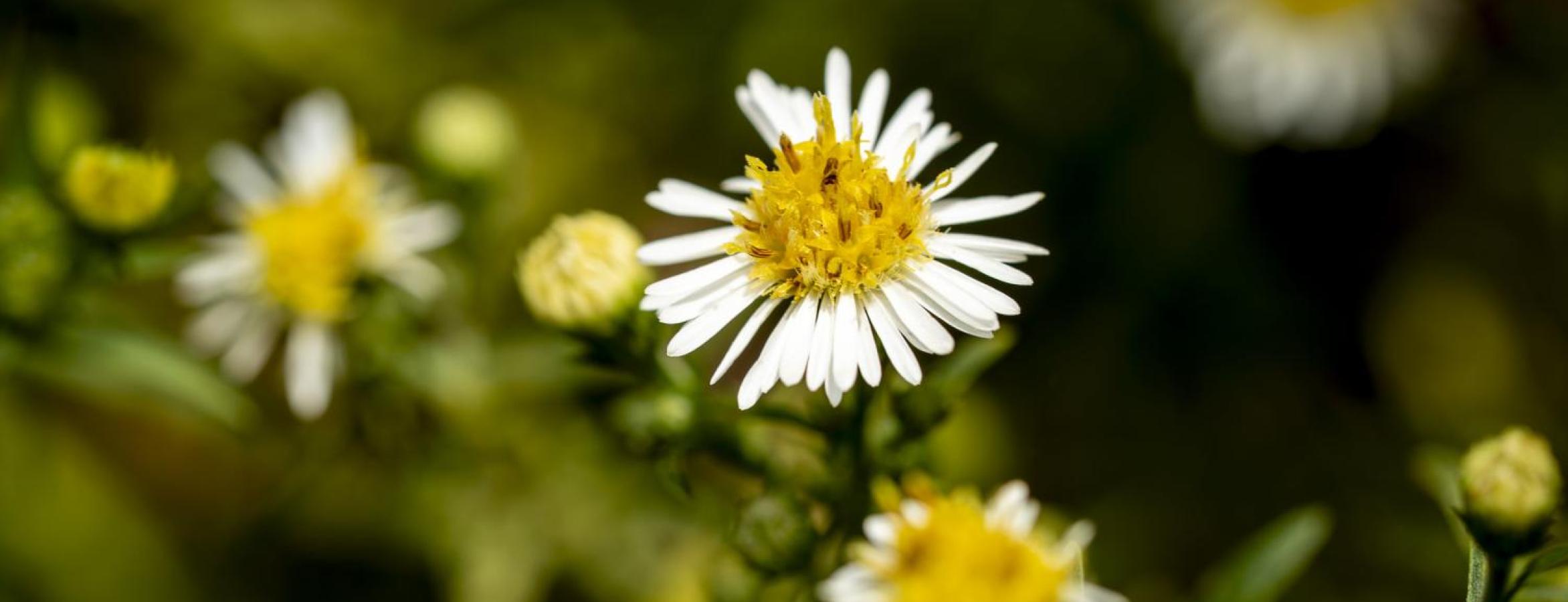 white flowers