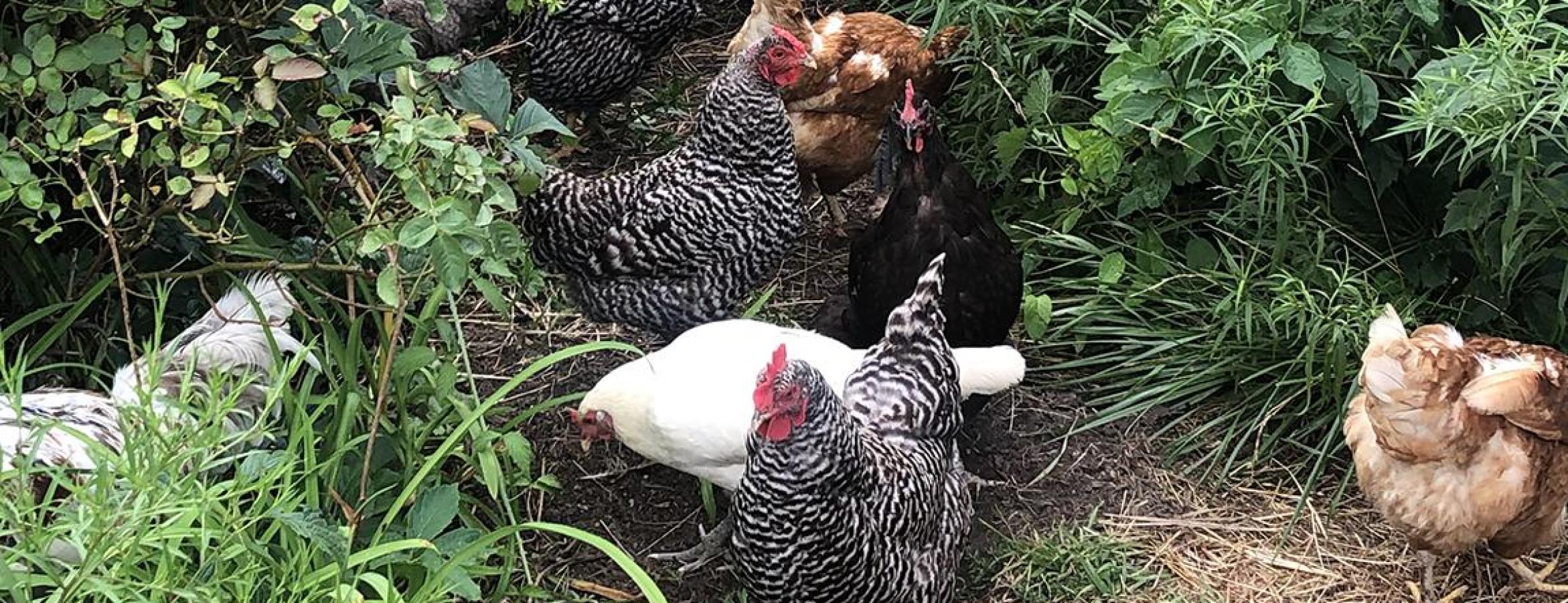 chickens among foliage