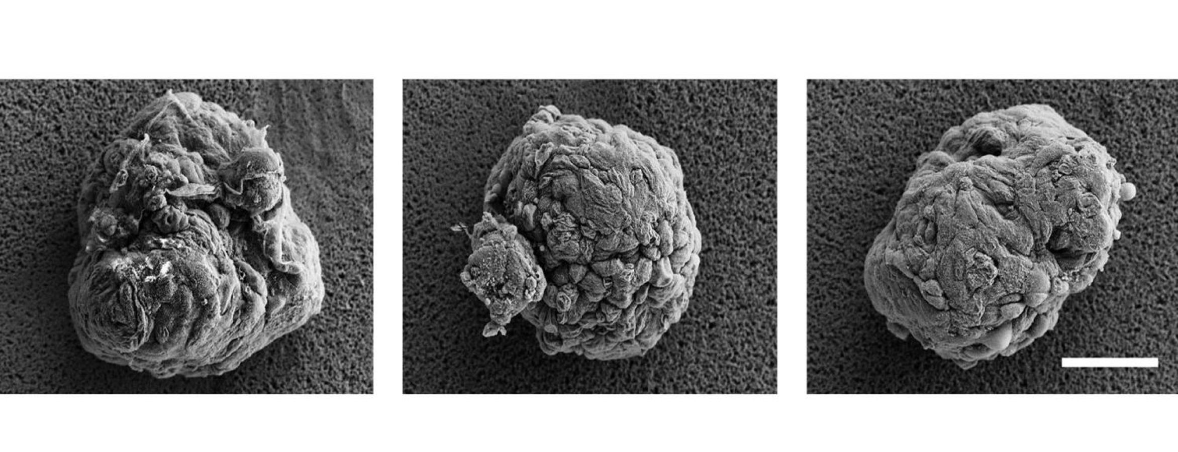 photos of uncoated cell clusters, with some covered in a thin film