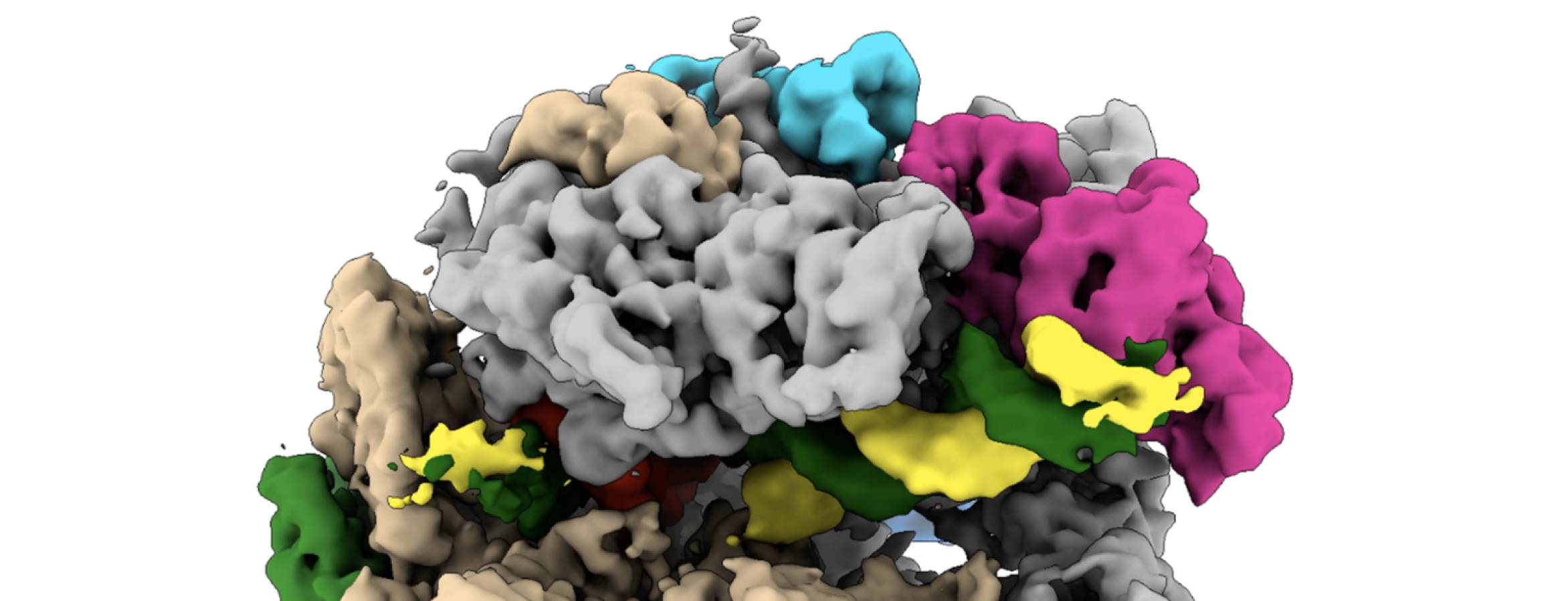 image of RNA polymerase II from cryo-EM