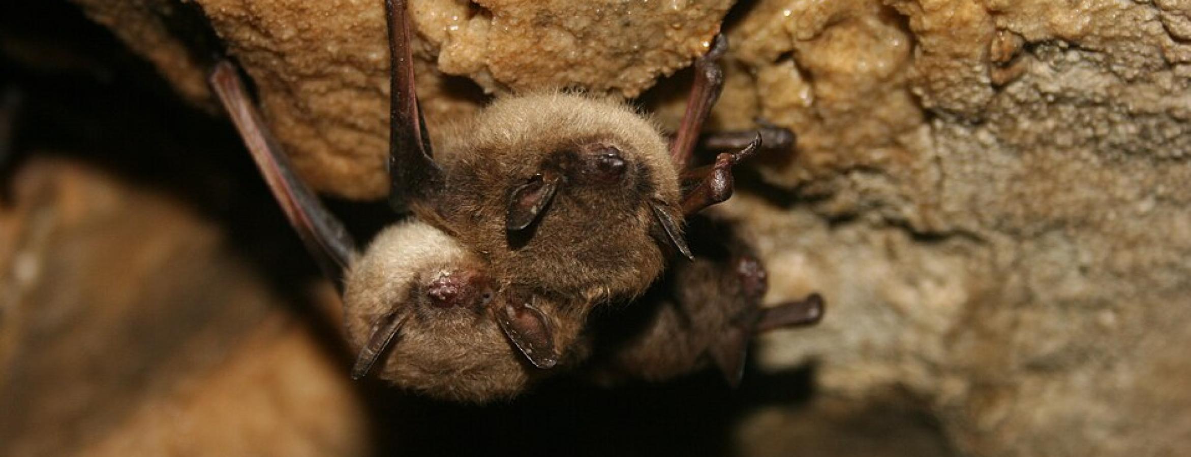 Healthy little brown bats in cave. Credit: U.S. Fish and Wildlife Service Headquarters/Wikimedia Comons