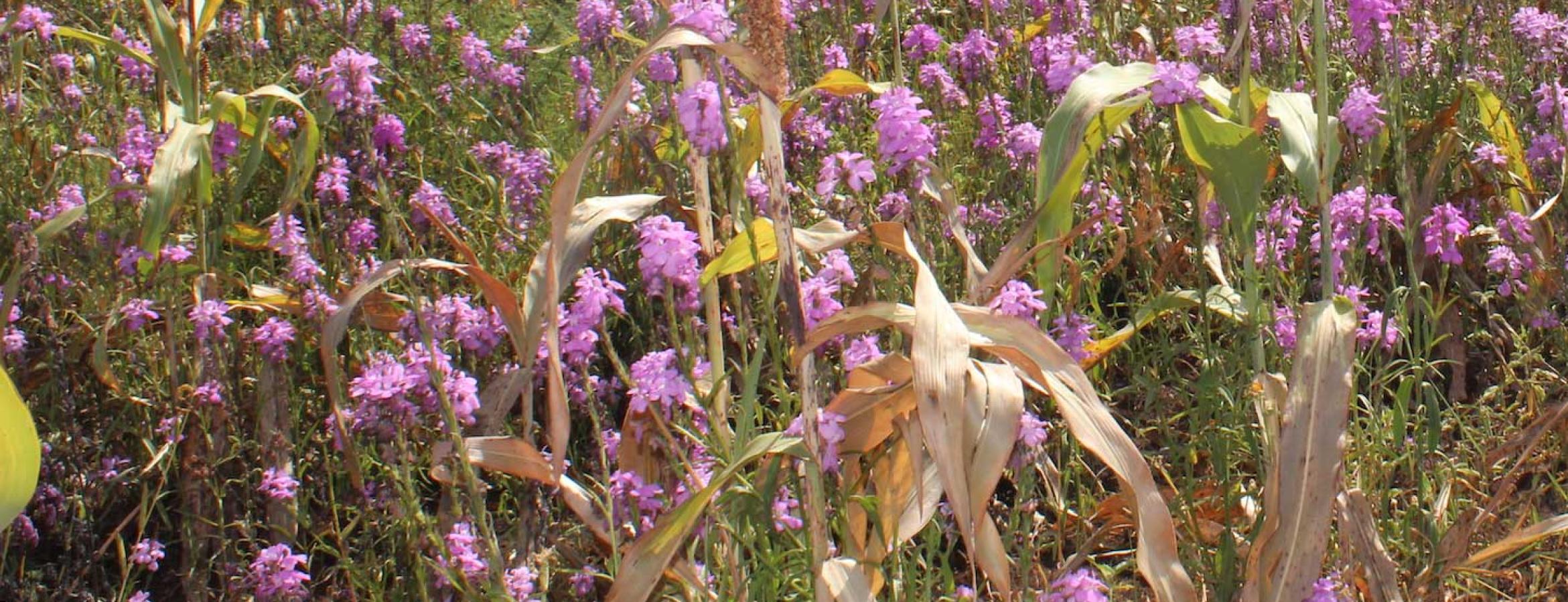 field with crops and flowering witchweed parasite