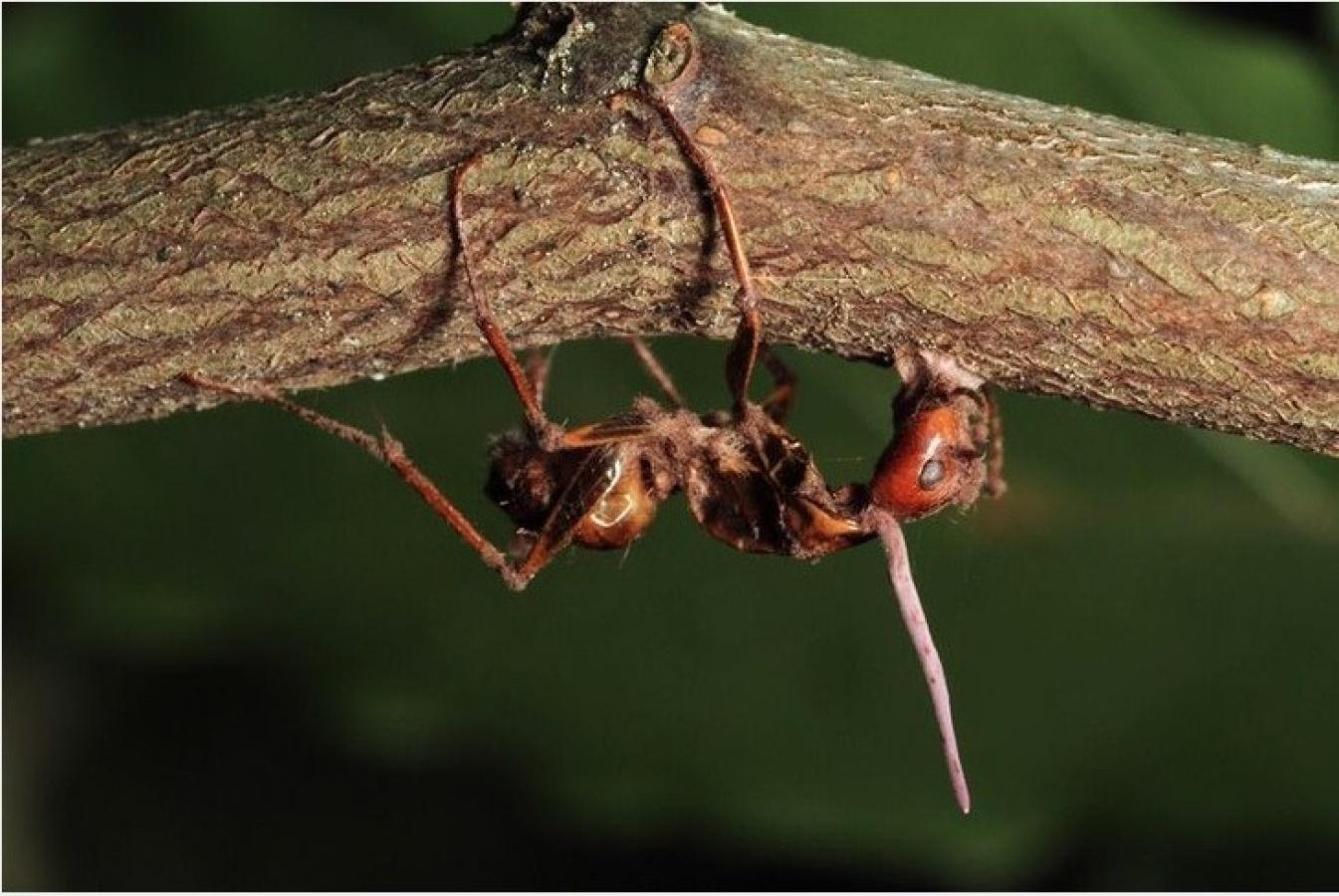 Zombie Ants | Eberly College of Science