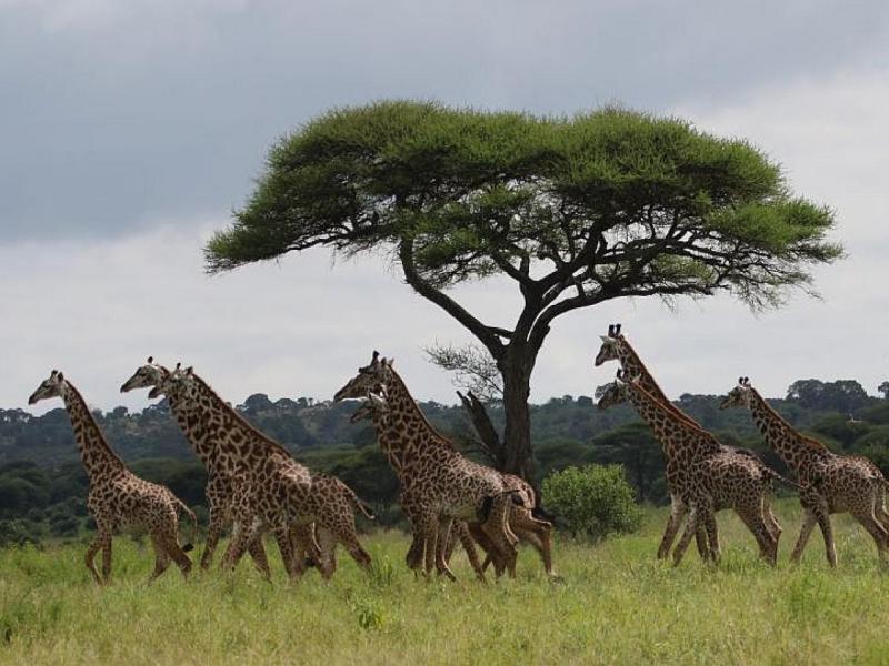 Giraffes