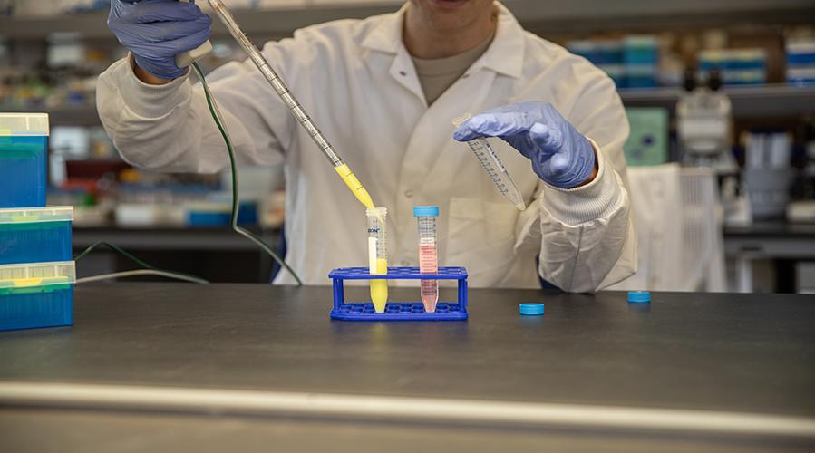 Researcher wearing a lab coat and blue gloves uses a pipette to transfer liquid into sample tubes on a laboratory bench.