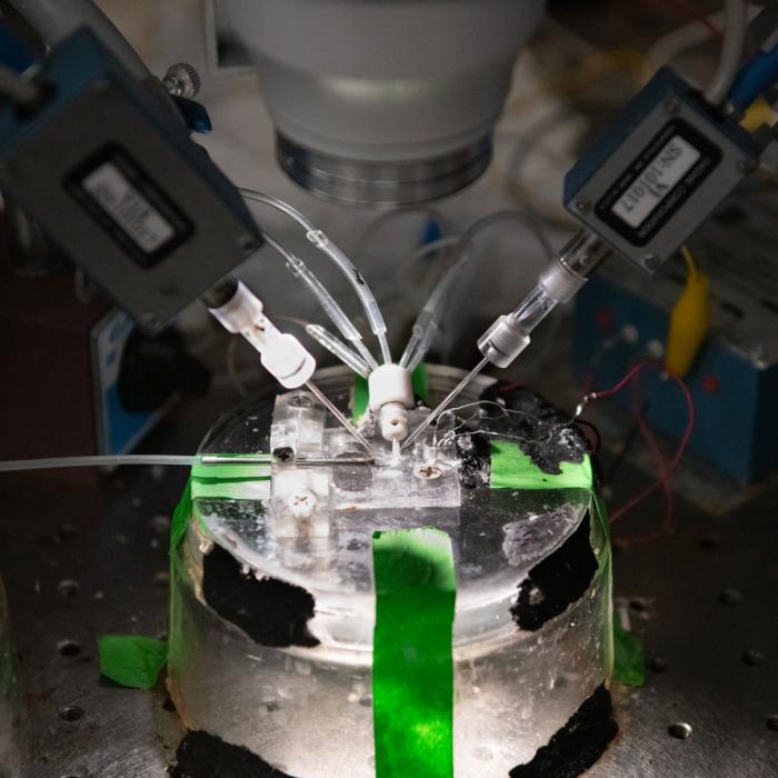 close up photo of slide on microscope