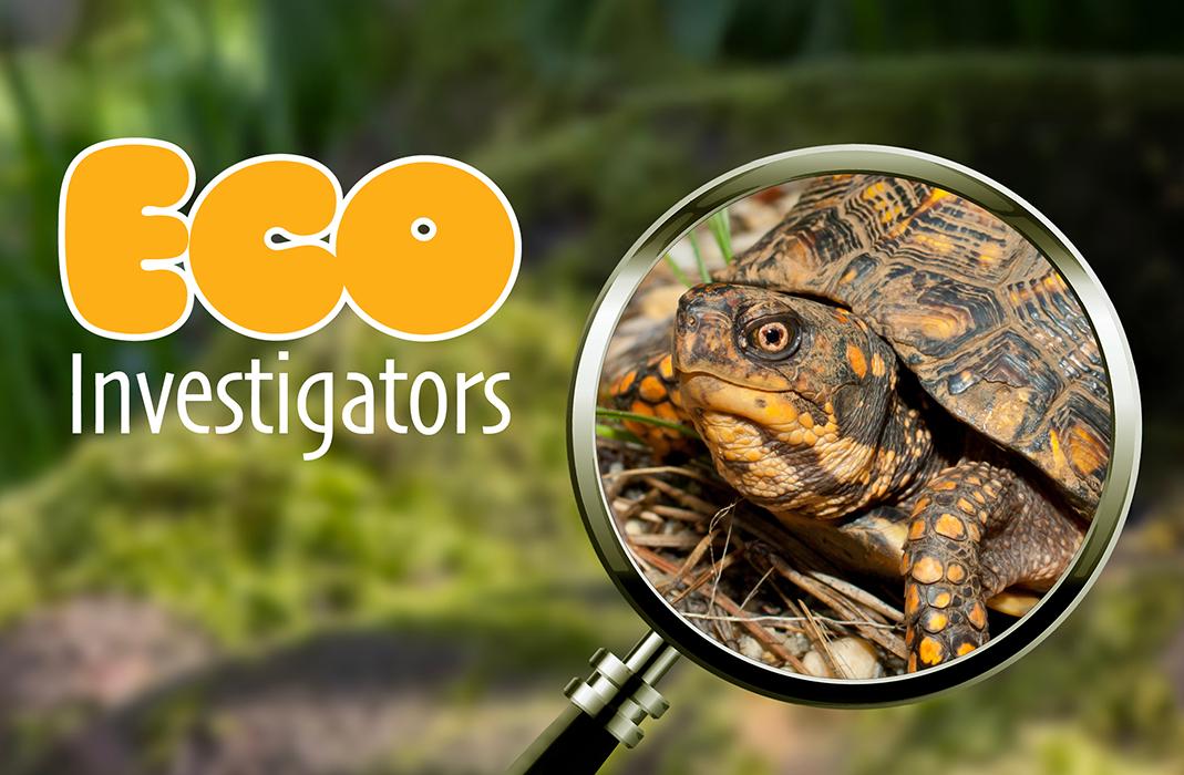 Turtle seen through magnifying glass