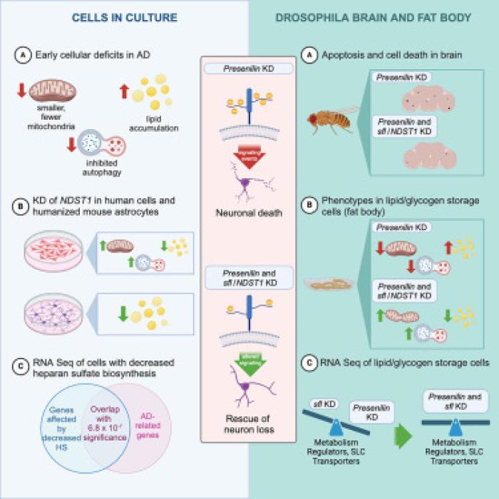 heparan sulfate biosynthesis pathway