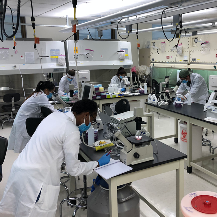 Students in the BMB 490 Tissue Culture class working in the lab.