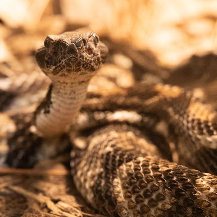 Photo of a timber rattlesnake at the Pittsburgh Zoo & Aquarium.