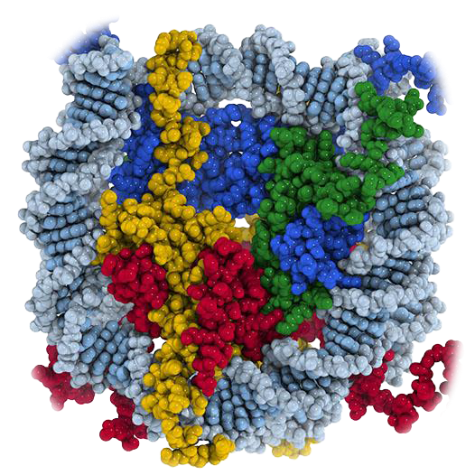 Chromatin